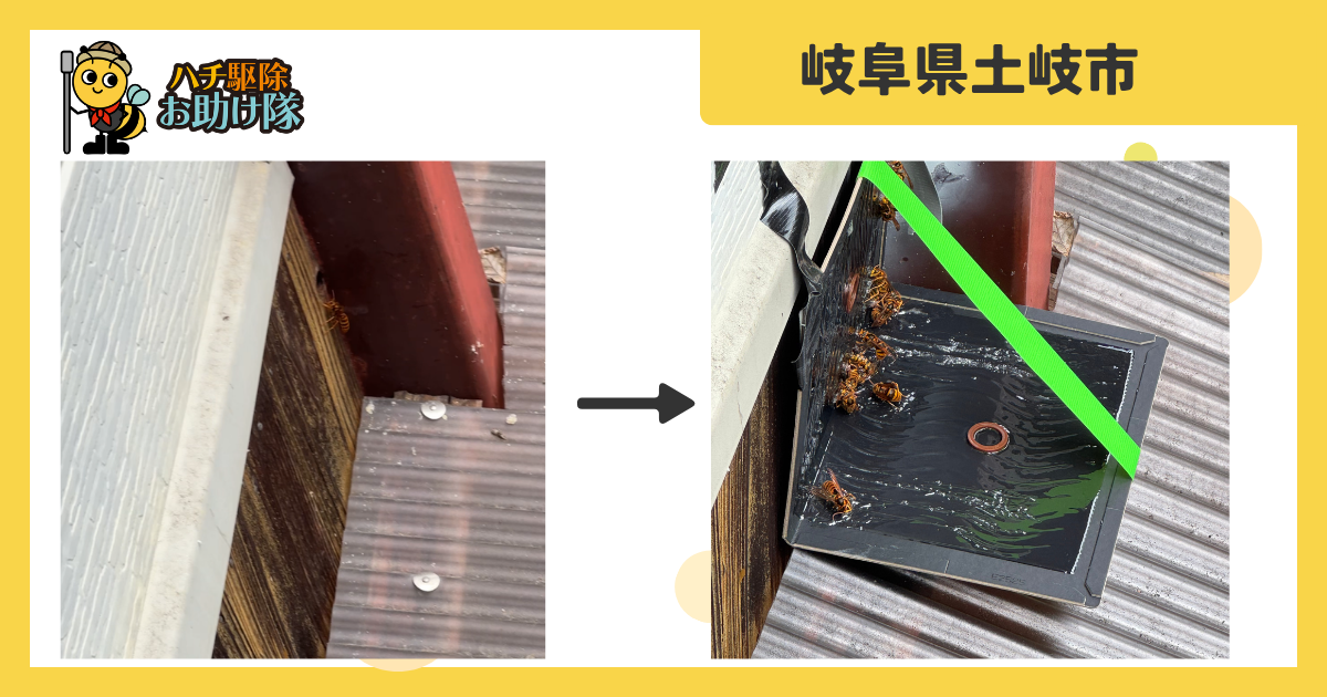岐阜県土岐市妻木町の壁の中に営巣したキイロスズメバチを隙間からの薬剤注入で駆除