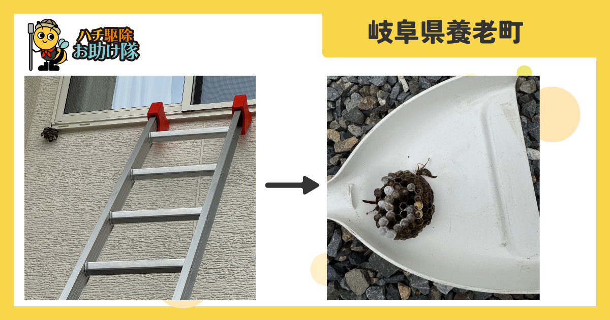 岐阜県養老町瑞穂の2階軒下のアシナガバチをLINE見積もりから当日駆除