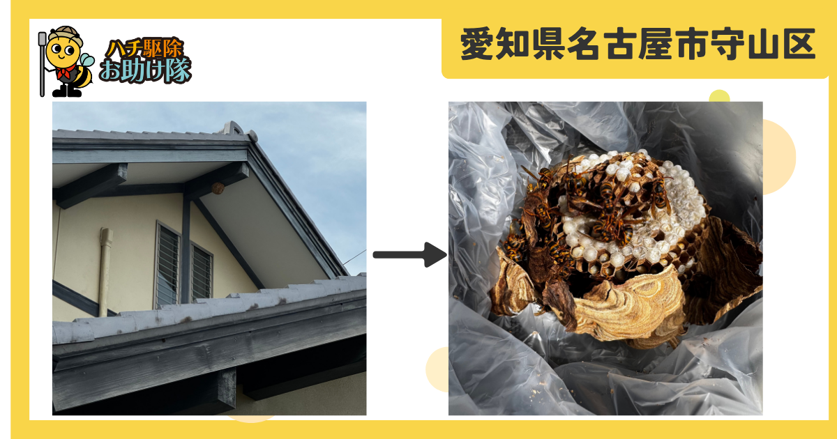 愛知県名古屋市守山区の2階軒下・高さ5mのコガタスズメバチを即日駆除