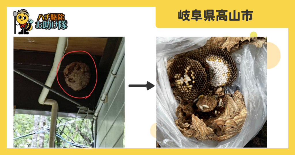 岐阜県高山市荘川町の高原の別荘に営巣したキイロスズメバチを即日駆除