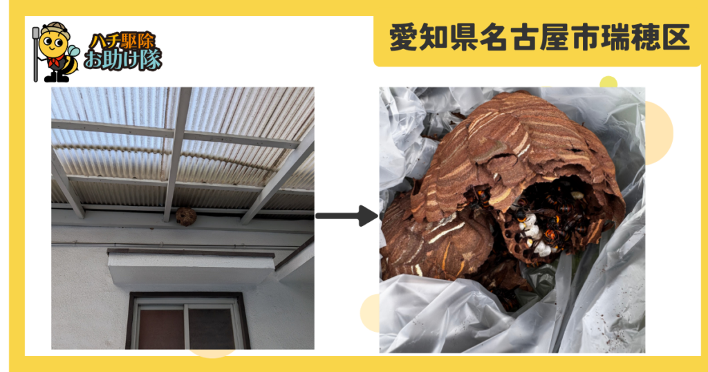 愛知県名古屋市瑞穂区のカーポートの屋根裏にコガタスズメバチ