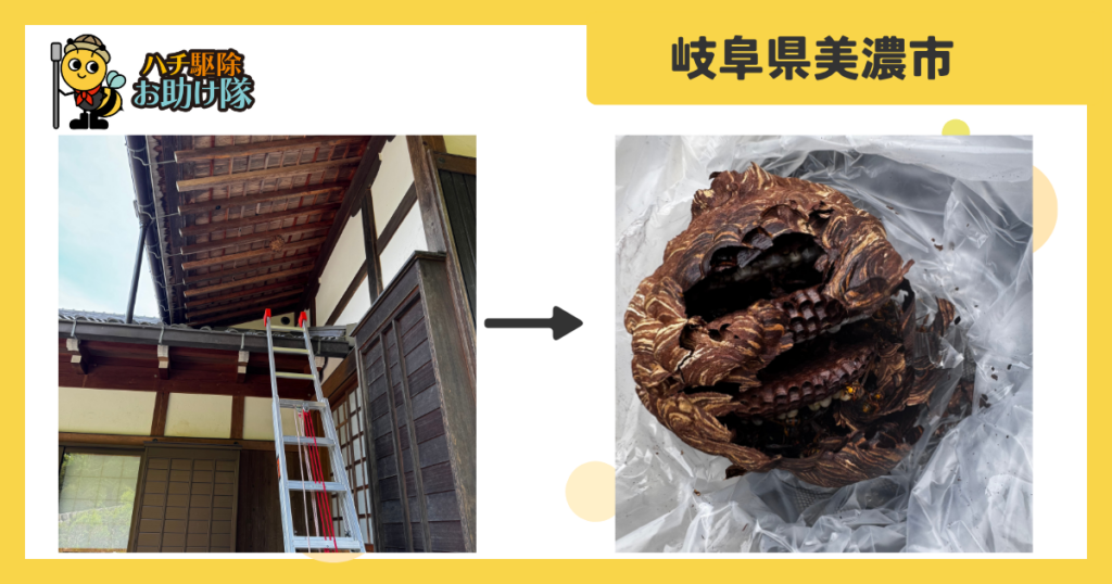 岐阜県美濃市立花のお寺の軒下・高さ5mのキイロスズメバチを即日駆除